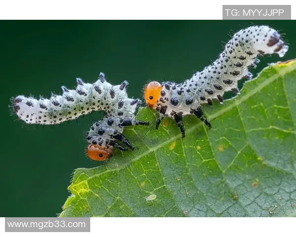 足球明星与他的猴子伙伴共同演绎的奇趣生活与训练故事 足球明星与他的猴子伙伴共同演绎的奇趣生活与训练故事